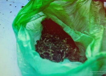 Марихуана тәркіледі