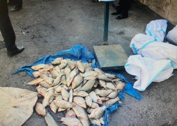 100 келіден астам заңсыз балық аулаған браконьерлерді қолға түсірді