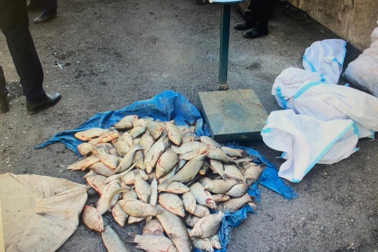 100 келіден астам заңсыз балық аулаған браконьерлерді қолға түсірді