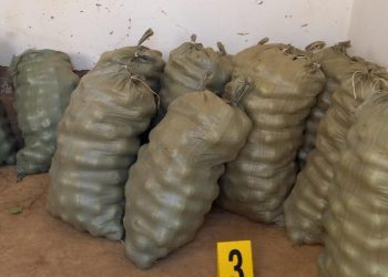 1,5 тонна  алма ұрлаған күдіктілерді  ұстады