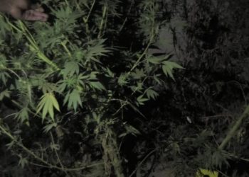 Түркістанның  полицейлері тұрғыннан 4,5 келі сораны тәркіледі