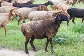 2 миллион теңге болатын ауыл тұрғындарының малын жымқырған 2-еуді ұстады