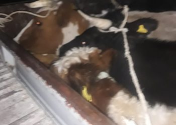 Заңсыз мал тасымалдаған 3 жүк көлігінің жүргізушісіне қатысты әкімшілік хаттама түзілді