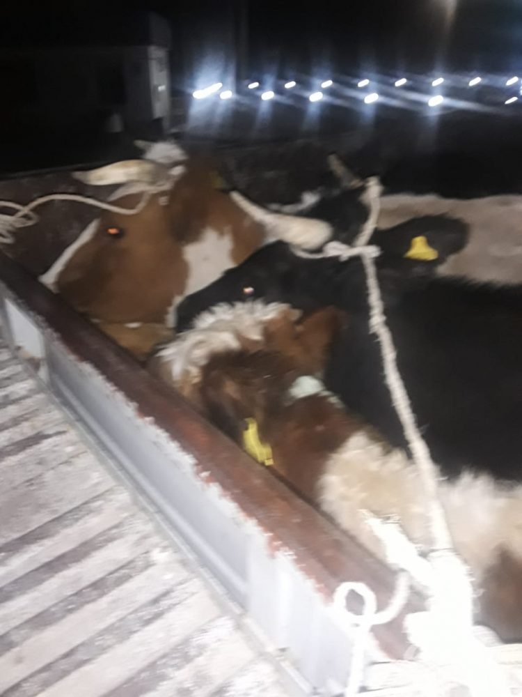 Заңсыз мал тасымалдаған 3 жүк көлігінің жүргізушісіне қатысты әкімшілік хаттама түзілді