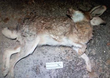 Браконьерлерден қоян мен қызыл кітапқа енген қарақұйрықтың етін (ұшасын) тәркіледі