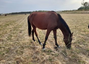 Түркістан облысында жайылымнан жылқы ұрлап сатқан күдікті қамауға алынды
