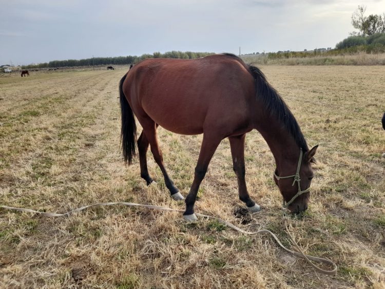 Түркістан облысында жайылымнан жылқы ұрлап сатқан күдікті қамауға алынды