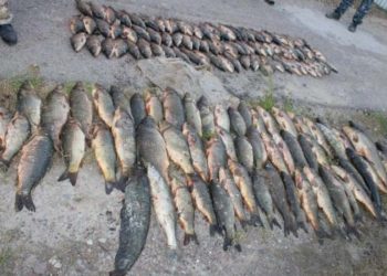 Түркістан облысында «Браконьер» іс-шарасы барысында 2 экологиялық қылмыс пен 140 әкімшілік құқық бұзушылық анықталды