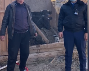 Арыстық учаскелік полицейлер тұрғынның жоғалған сиырларын тауып, алғыс алды