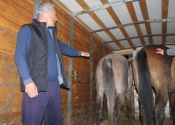 Полицейлер жергілікті екі тұрғынның ірі қара малдарын ұрлап, 3 миллионнан астам шығын келтірген күдікті ер адамды ұстады