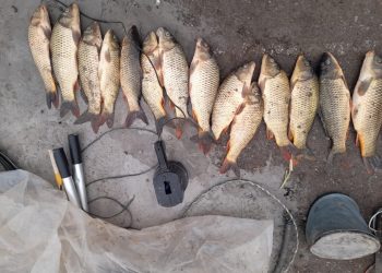 Түркістандық полицейлері заңсыз  25 келі сазан  балығын аулаған браконьерлерді ұстады