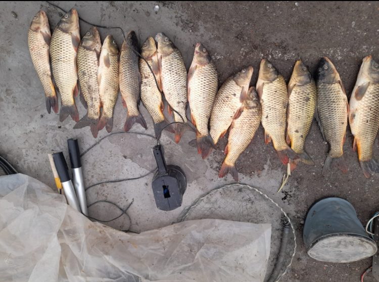 Түркістандық полицейлері заңсыз  25 келі сазан  балығын аулаған браконьерлерді ұстады