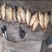 Түркістандық полицейлері заңсыз  25 келі сазан  балығын аулаған браконьерлерді ұстады