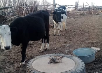 Түркістан полицейлері тұрғынның жоғалған сиырларын тауып, алғыс алды