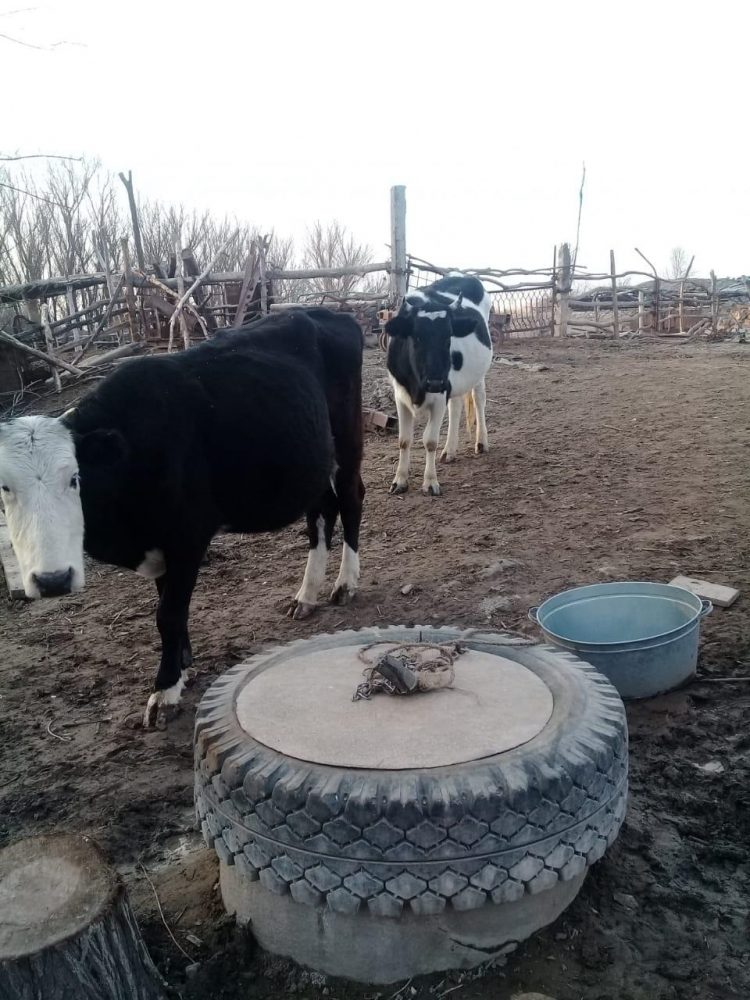 Түркістан полицейлері тұрғынның жоғалған сиырларын тауып, алғыс алды