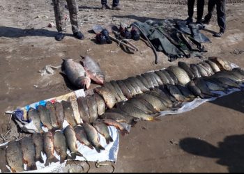 Түркістан облысының полицейлері браконьерден 100 келіден астам балық тәркіледі