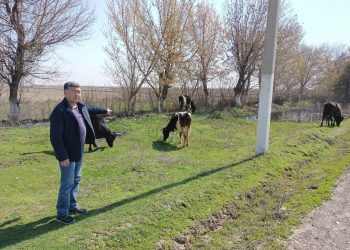 Түркістан облысының тәртіп сақшылары жоғалған сиырларды тауып, иесіне қайтарды