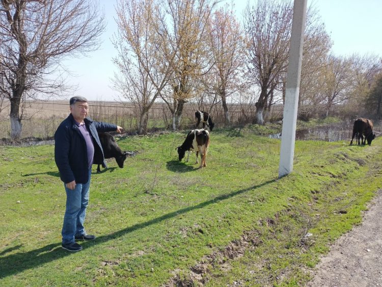 Түркістан облысының тәртіп сақшылары жоғалған сиырларды тауып, иесіне қайтарды