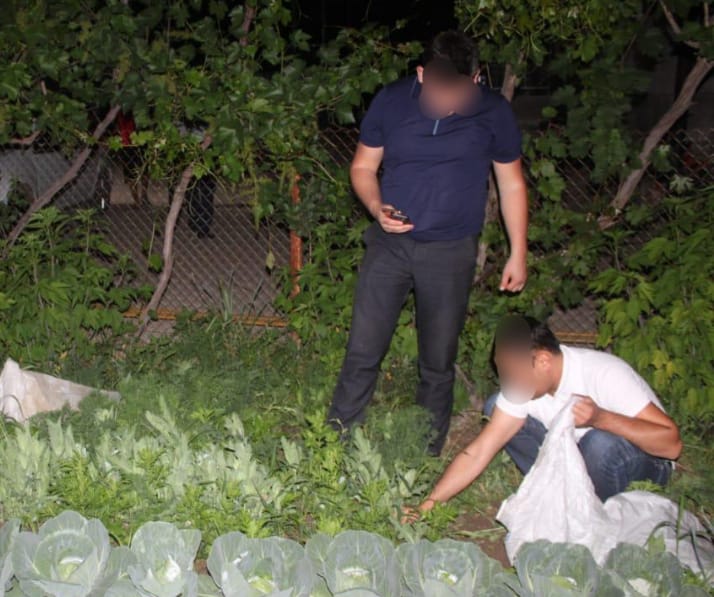 Полицейлер ауласына көкнәр еккен егде жастағы әйелді ұстады