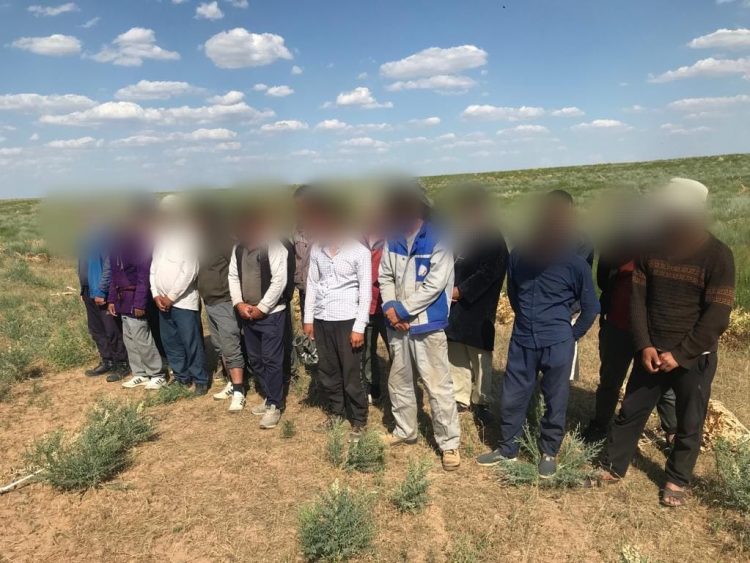 Полицейлер кеурек дәрілік шөбін қазып, заңсыз жұмыс істеп жүрген 23-шетелдікті анықтады