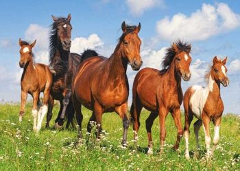 2  000 000 теңгенің малдарын  ұрлаған 46 жастағы  ер адам сотталды