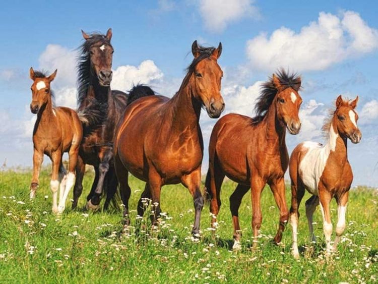 2  000 000 теңгенің малдарын  ұрлаған 46 жастағы  ер адам сотталды