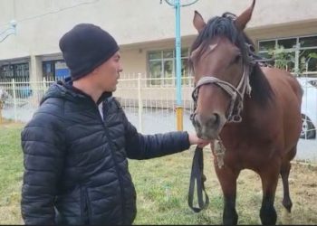 Полицейлер түнгі уақытта қараусыз жүрген жылқыны ұстап, иесін анықтап,  алғыс алды