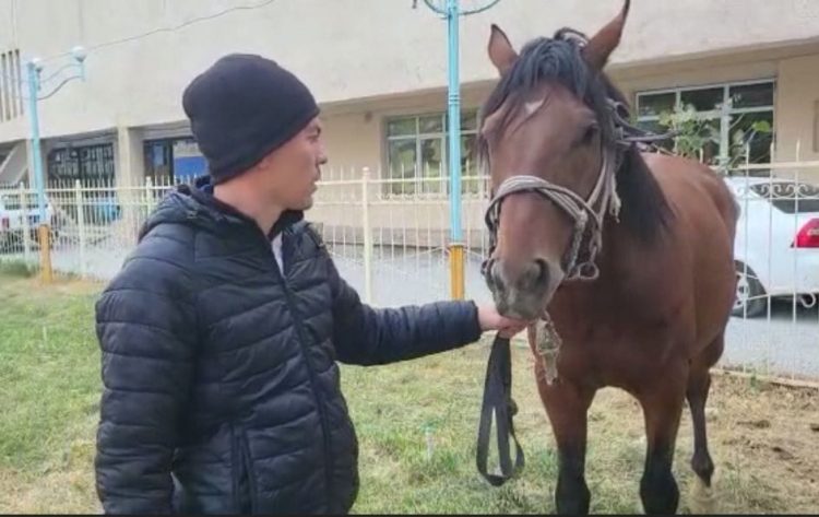 Полицейлер түнгі уақытта қараусыз жүрген жылқыны ұстап, иесін анықтап,  алғыс алды