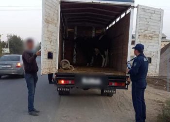 Құжатсыз, таңбасыз мал тасымалдаған 600-ден астам азаматқа әкімшілік хаттама толтырылды