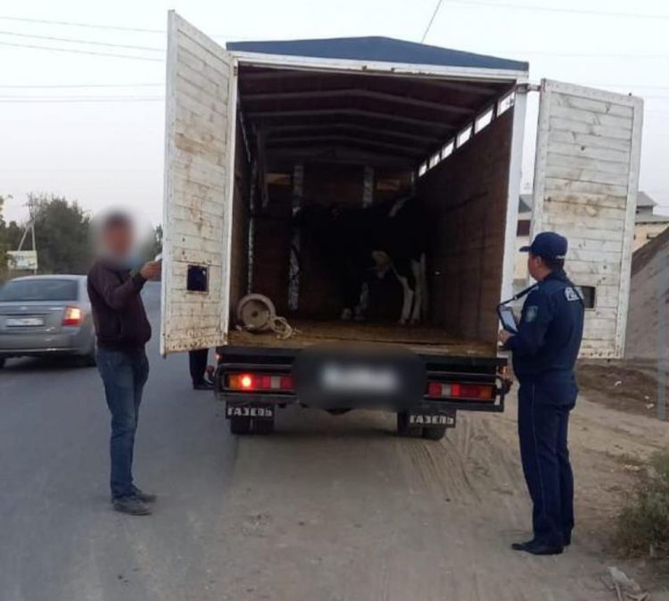 Құжатсыз, таңбасыз мал тасымалдаған 600-ден астам азаматқа әкімшілік хаттама толтырылды