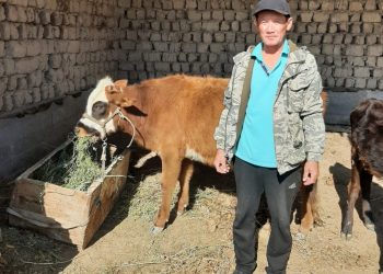 Түркістан облысының полицейлері тұрғынның жоғалған сиырын тауып беріп, алғыс алды