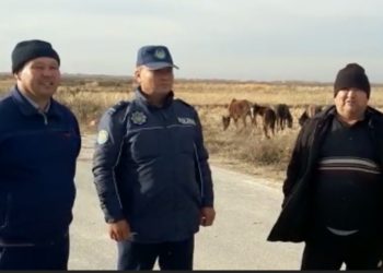 Полицейлер жоғалған 1 үйір жылқыны тәулік ішінде тапты