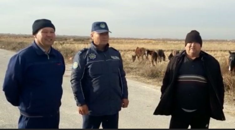 Полицейлер жоғалған 1 үйір жылқыны тәулік ішінде тапты