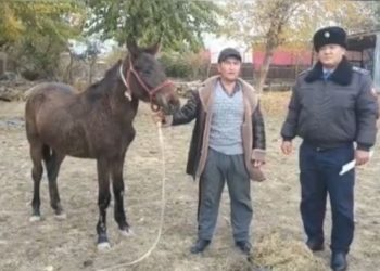 Жетісайлық полицейлер тұрғынның  жоғалған жылқысын қайтарып, алғыс алды