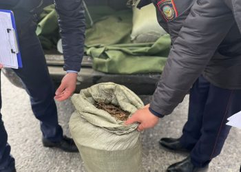 Түркістан облысының полицейлері жүргізушіден 20 келіден астам марихуана тәркіледі