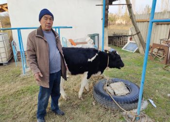 Бір күнде жоғалған бірнеше мал иелеріне қайтарылды