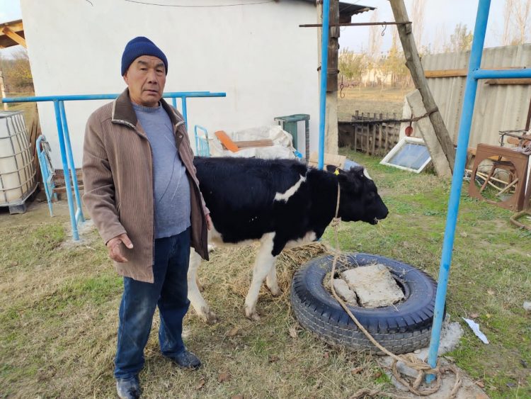 Бір күнде жоғалған бірнеше мал иелеріне қайтарылды