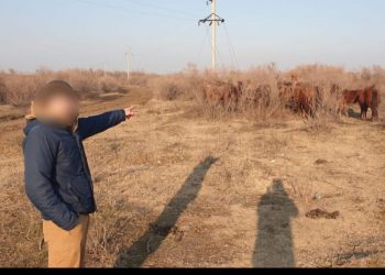Полицейлер тұрғынның жоғалған 13 бас жылқысын тауып берді