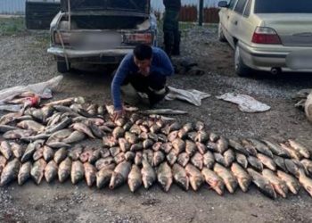 Полицейлер заңсыз ауланған 130 келіге тарта балық тәркіледі